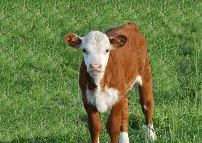 Baby:Tug3anmwsk0= Cows