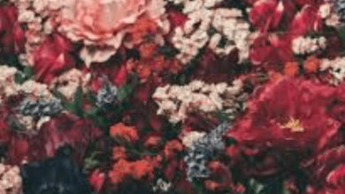 Aesthetic:Fg717absbvw= Flowers