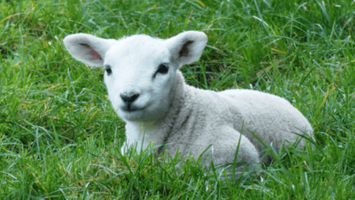 Baby:Q_Lquxxolby= Lamb