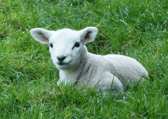 Baby:Q_Lquxxolby= Lamb