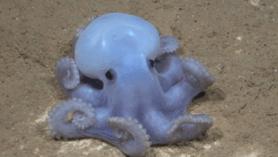 Blue:Caoh_9foefe= Octopus