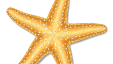 Clipart:Ly7ustwti0u= Starfish