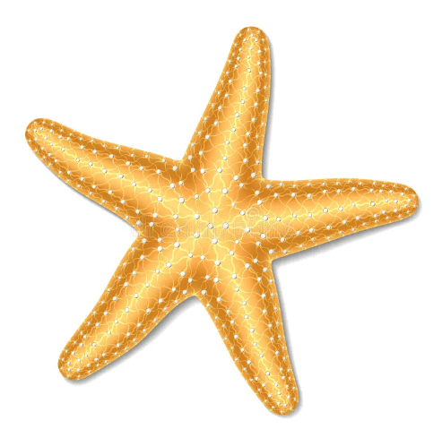 Clipart:Ly7ustwti0u= Starfish