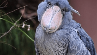 Cute:4k5ne5issfg= Shoebill