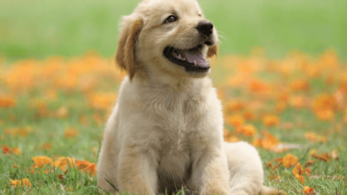 Cute:J8kd5velco4= Pet