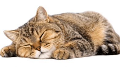 Cute:Mdxrjkgre8i= Cat