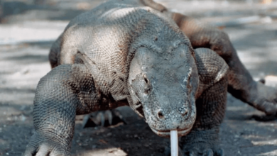 Dragon:7cw33dsdguk= Lizard