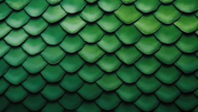 Dragon:Augas4c7zba= Scales