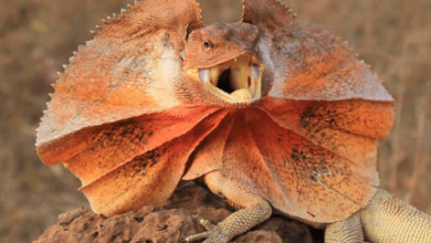 Dragon:Jw0i6w7mapq= Lizard