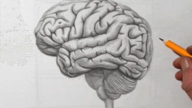 Drawing:254cd14qvza= Brain