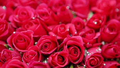 Flower:Nnjs5v__D8a= Beautiful