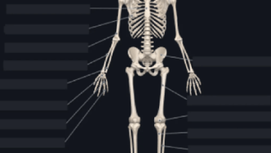 Labeled:T0fa22k6krs= Skeleton Diagram