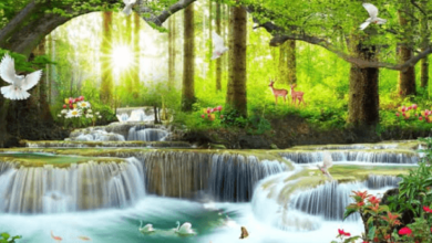 Nature:Cjuqp58spys= Wallpapers