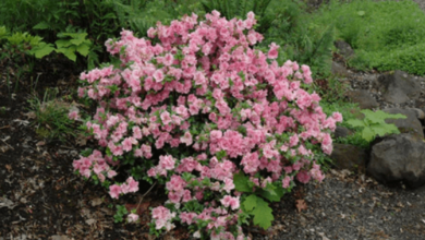 Pink:Ylcvb6erjgi= Azalea