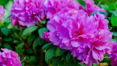 Purple:3ujikaeuqzc= Azalea