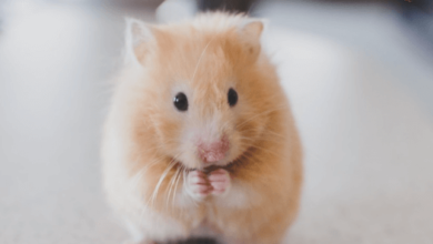 Small:At44wn5jvv8= Pets