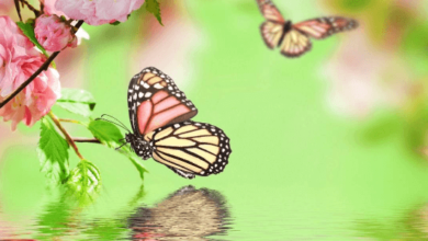 Wallpaper:Acpdg-1s3ts= Butterfly Backgrounds