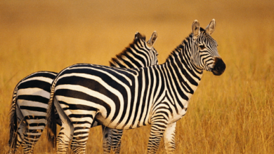 Wallpaper:Dzbbasw9jy8= Zebra