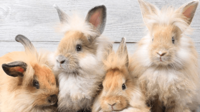 Wallpaper:Lfuwsdgensu= Bunnys