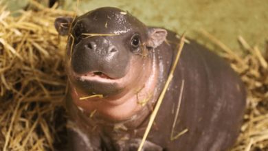 Baby:2c8dwtjmk4s= Hippo