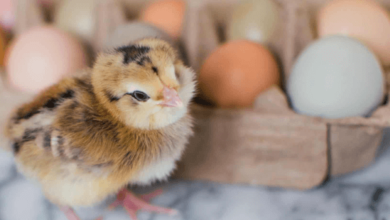 Baby:4ejkik28m7u= Chicks