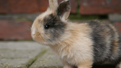 Baby:6f1ehfvzbvu= Bunnies