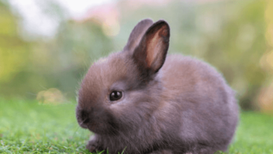 Baby:6f1ehfvzbvu= Bunny