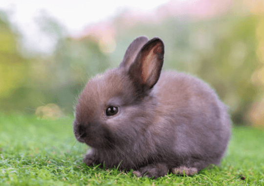 Baby:6f1ehfvzbvu= Bunny