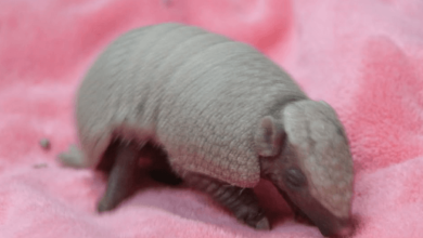 Baby:Heyrgihc5z4= Armadillos