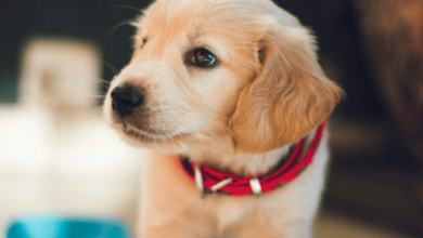 Baby:Lablraoju20= Dog