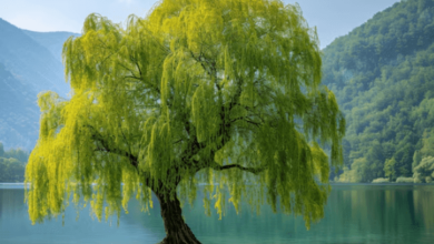 Beautiful:Bsb0nphj68s= Trees