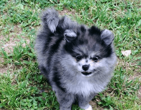 Blue:Dvaxjwqez4m= Pomeranians