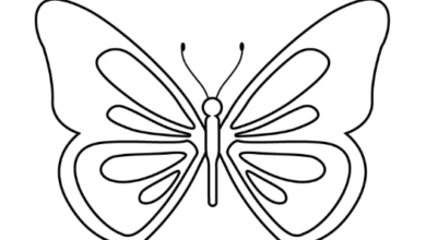 Butterfly:Q5pbirjjkfa= Drawing