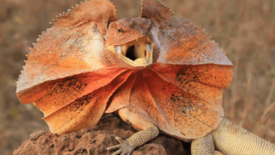 Dragon:C_Stoikmcue= Lizzard