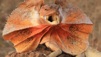 Dragon:C_Stoikmcue= Reptile