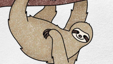 Drawing:9tpejibhbbo= Sloths