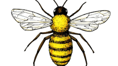 Drawing:Drh1eu_Fjxi= Honeybee