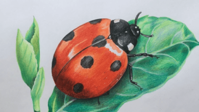 Drawing:Efiwdn_Xg3k= Ladybugs