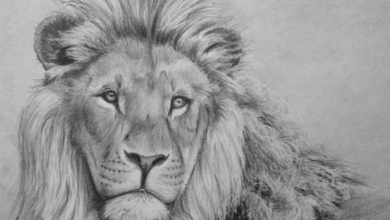 Drawing:Tqg7rsmzrv8= Lions