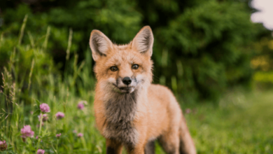 Cute:Vckxjxf4zh0= Fox Pictures