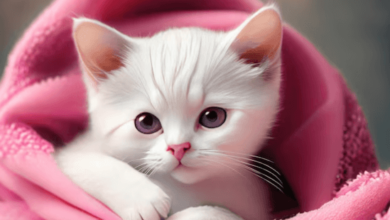 Cute:Vpier3s64be= Cat
