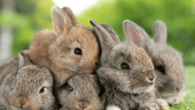 Cute:Wherpv8fhri= Bunnys