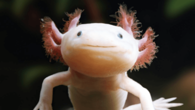 Cute:-Yoogn5vng8= Axolotl