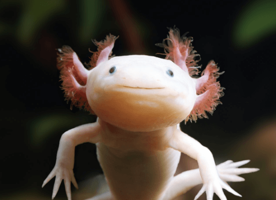 Cute:-Yoogn5vng8= Axolotl