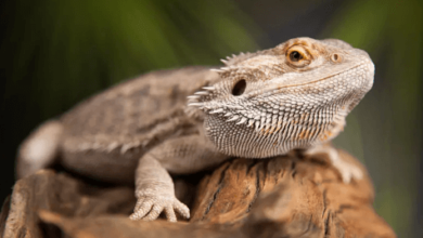 Dragon:8wuygkpikse= Pet