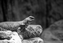 global competitor benchmarking analysis