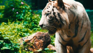 trailblazing apex across fields