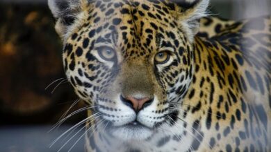 trailblazing apex start market growth