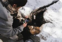 phone intelligence stream start unlocks trusted contact